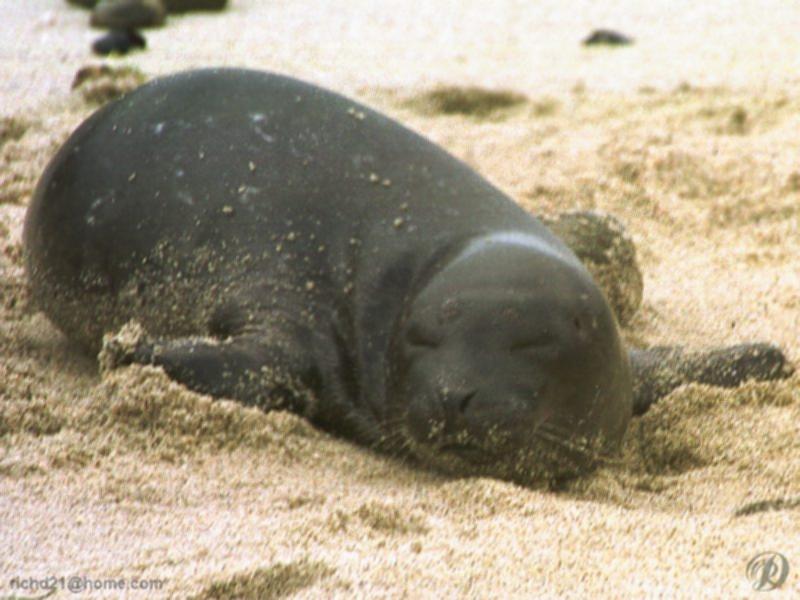 F Baby seal 1-Harbor Seal.jpg