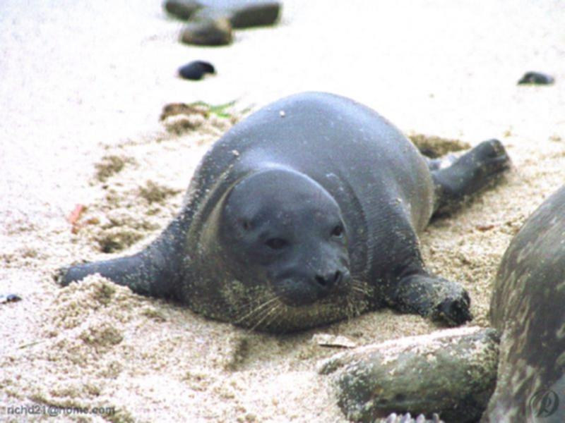F Baby seal 2-Harbor Seal.jpg