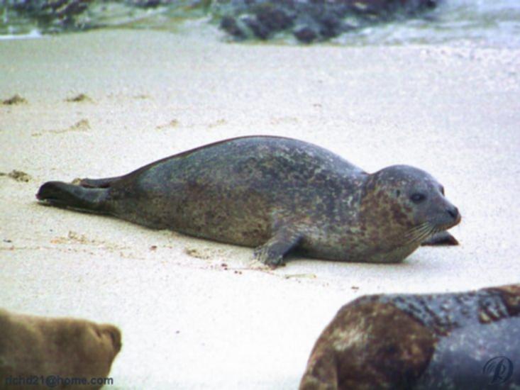FSealbch1-Harbor Seals-on beach.jpg