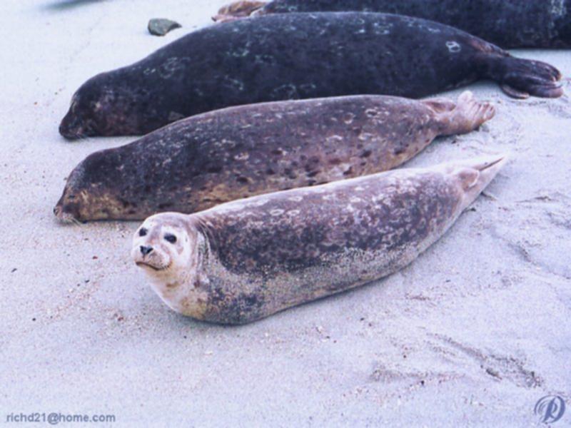 FSealbch2-Harbor Seals-on beach.jpg
