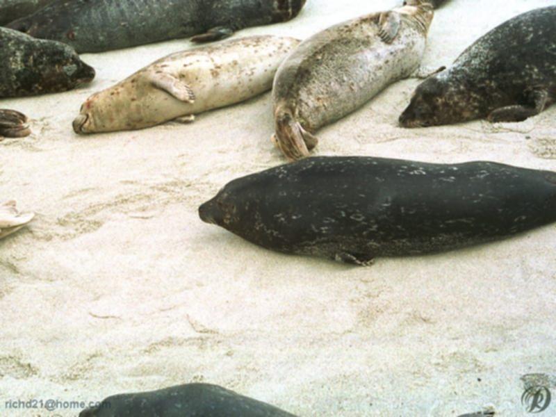 FSealbch3-Harbor Seals-on beach.jpg