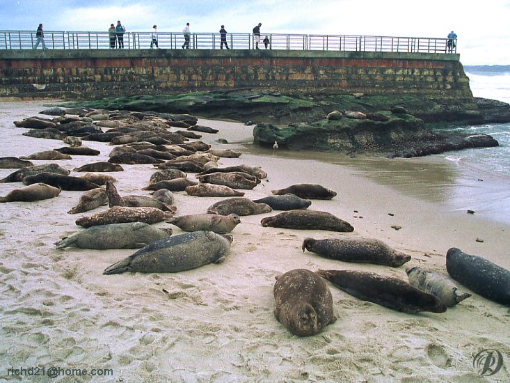 FSealbch4-Harbor Seals-on beach.jpg