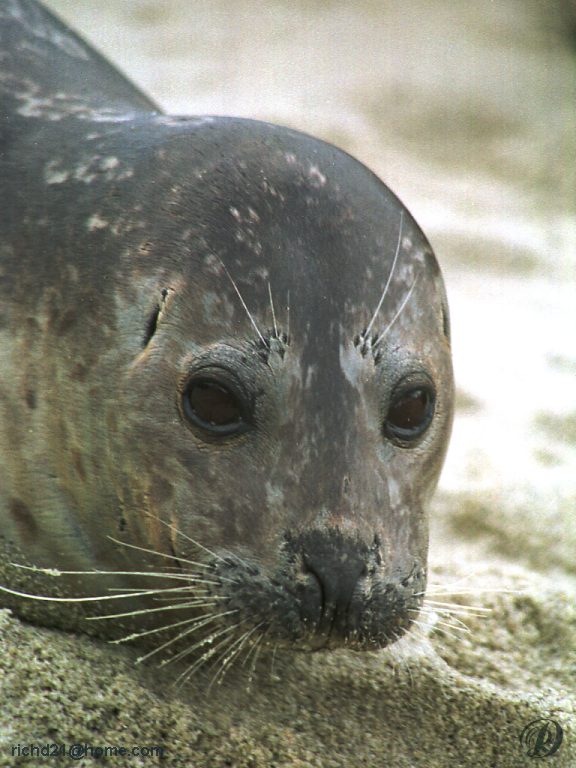 FSealface1-Harbor Seal-face closeup.jpg