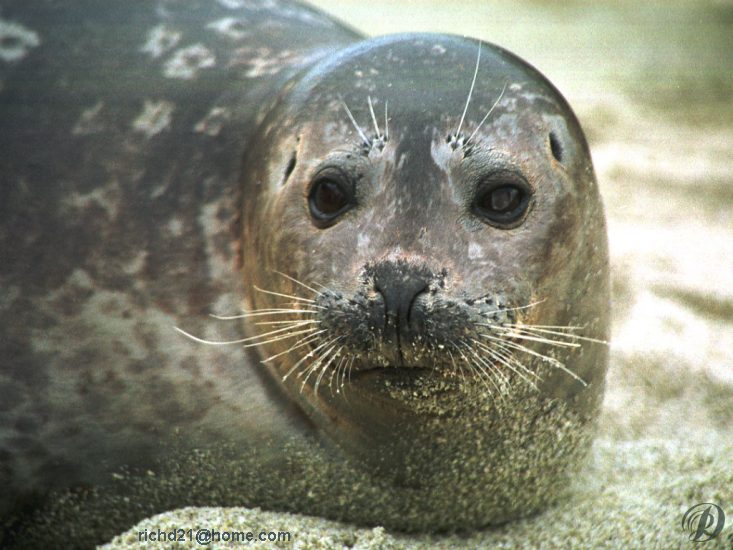 FSealface2-Harbor Seal-face closeup.jpg