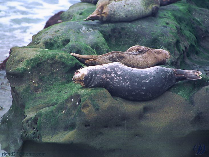 FSealrok1-Harbor Seal-resting on rock.jpg