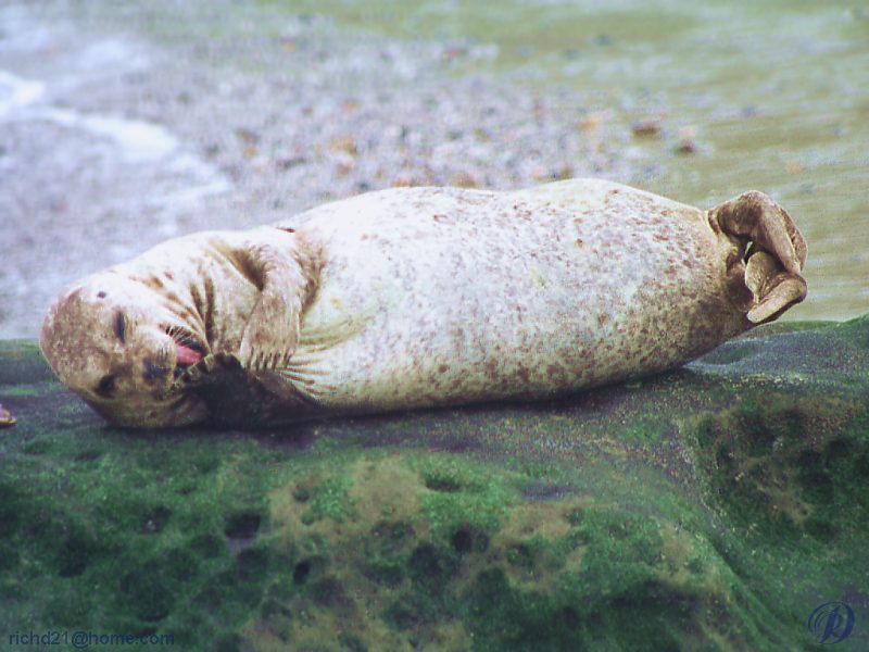 FSealrok2-Harbor Seal-resting on rock.jpg