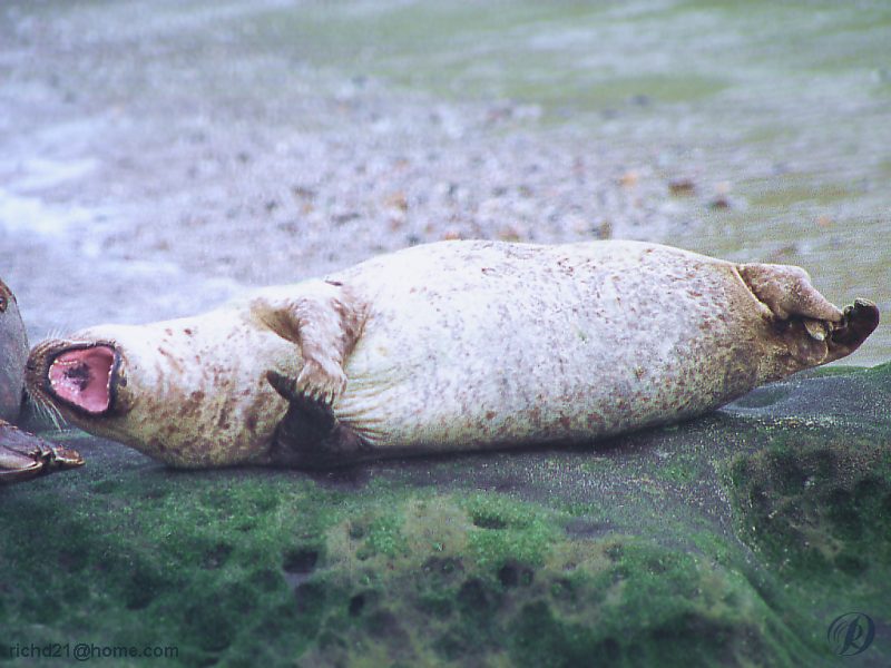 FSealrok3-Harbor Seal-resting on rock.jpg