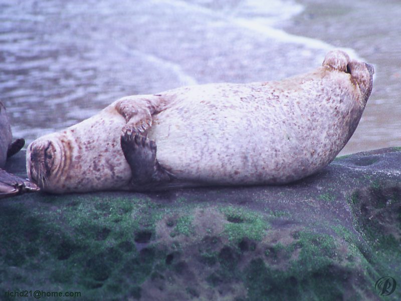 FSealrok4-Harbor Seal-resting on rock.jpg