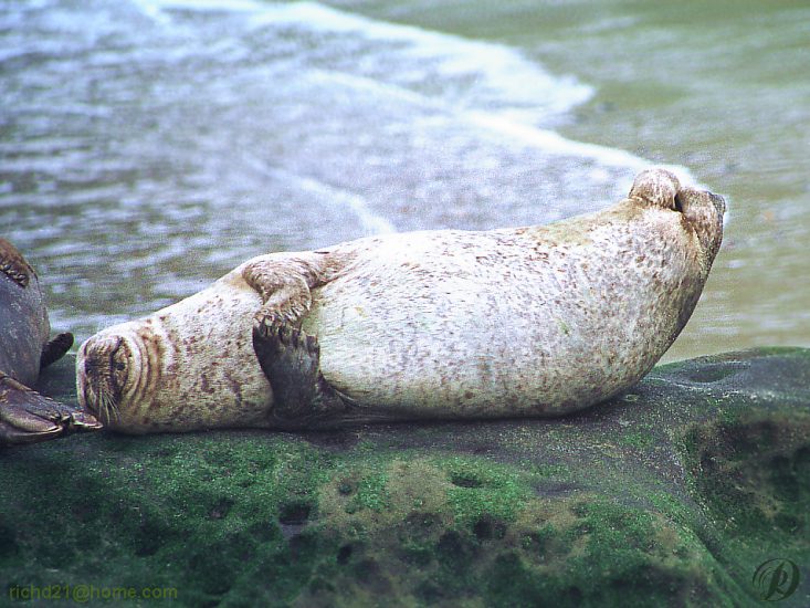 FSealrok5-Harbor Seal-resting on rock.jpg