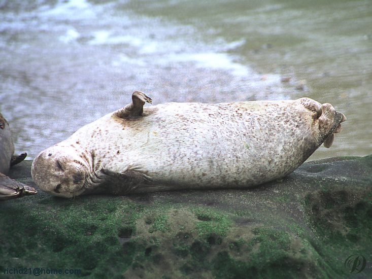 FSealrok6-Harbor Seal-resting on rock.jpg