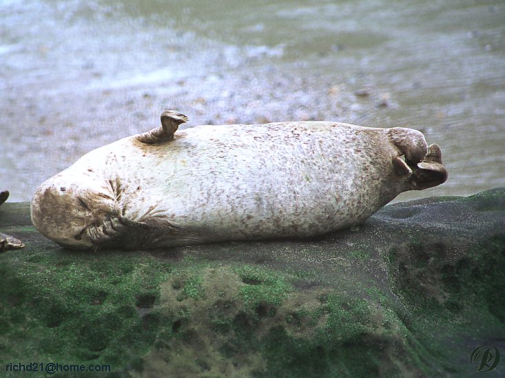 FSealrok7-Harbor Seal-resting on rock.jpg