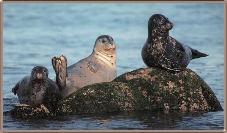 Harbor Seals 01-OnRock.jpg