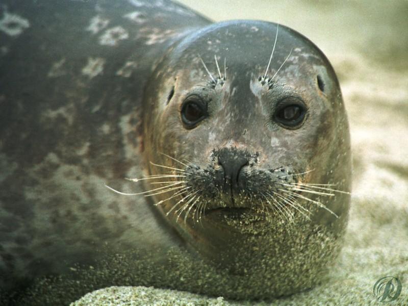 Seal face 16X8-Closeup-Sand Beach.jpg