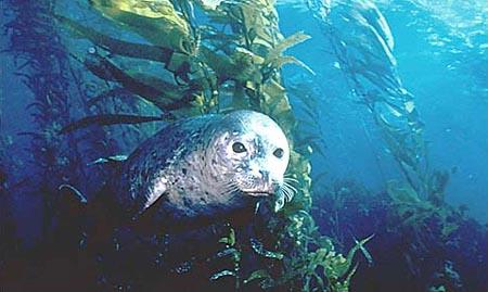 uw animal sea lion-in-kelp-Harbor Seal.jpg