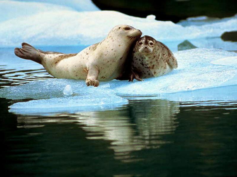 BABY21-Harp Seals-mom and young on ice.jpg