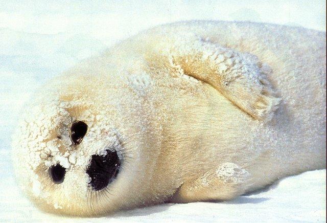 Harp seal-Puppy Romper-On Snow.jpg