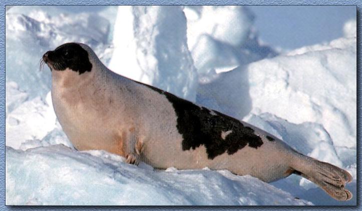 Harp Seal 01-Brwon Spotted White-On Iceberg.jpg