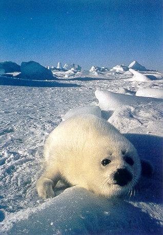 lj Harp Seal Pup-Gulf Of Saint Lawrence.jpg