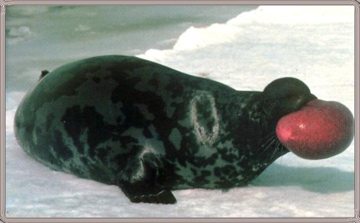 Hooded Seal 01-On Ice.jpg