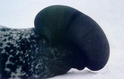 lj Hooded Seal With Inflated Hood-Gulf Of Saint Lawrence.jpg