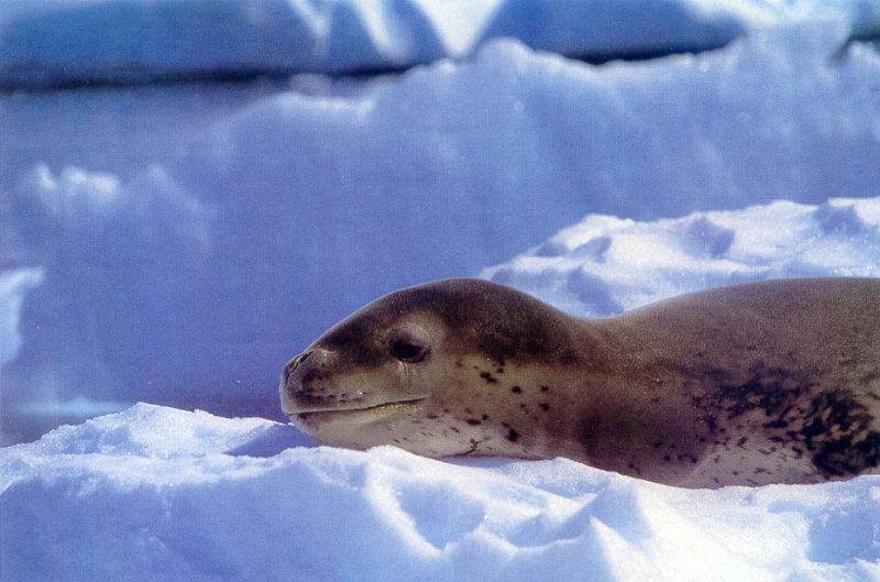 lj Barbara Gerlach Leopard Seal-Antarctic Peninsula.jpg