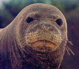 lj Monk Seal.jpg