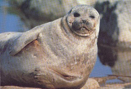 Norppa-Saimaa Ringed Seal-Phoca hispida saimensis.jpg