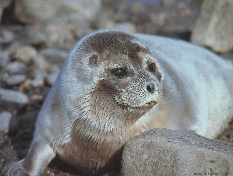BW Douglas Heard-Baby Ringed Seal.jpg