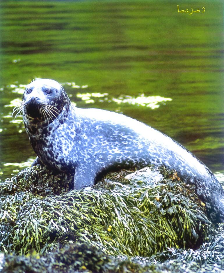 CQ - Common Seal-Spotted Seal-on rock.jpg