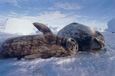 lj Weddell Seal&Pup.jpg