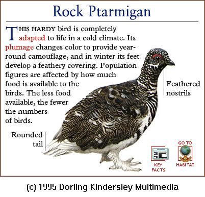 DKMMNature-Bird-Rock Ptarmigan.gif