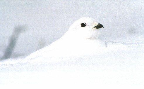 Bird White-tailed Ptarmigan 1.jpg