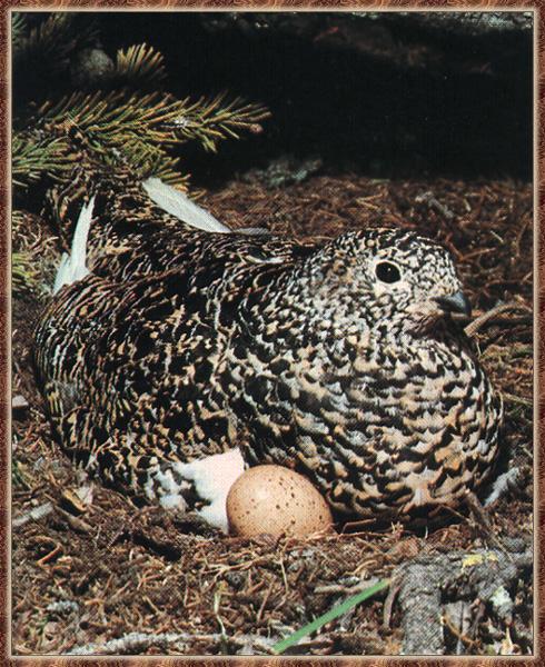 White-tailed Ptarmigan 02-Nursing Eggs.jpg