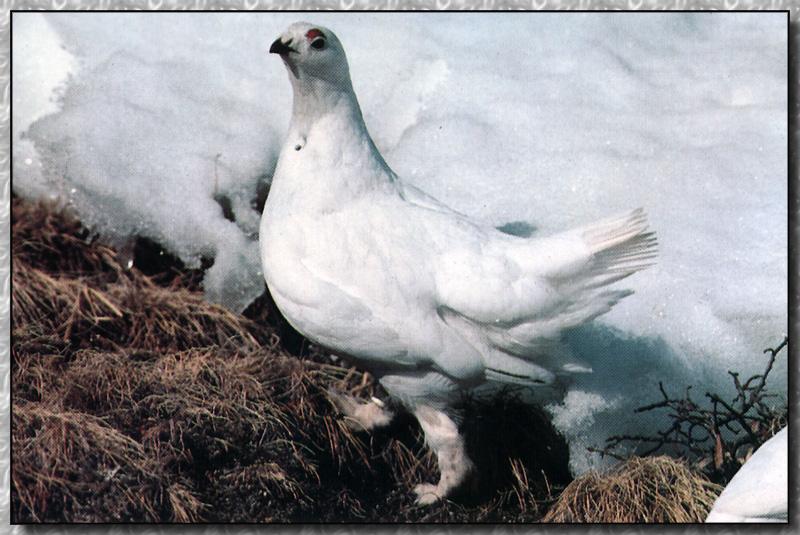 White-tailed Ptarmigan 03-Winter Plumage.jpg