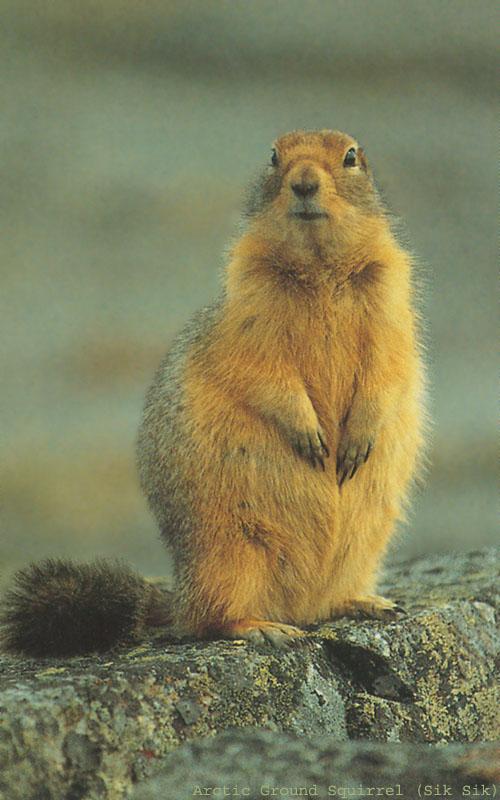 BW Roddy MacInnes-Arctic Ground Squirrel.jpg