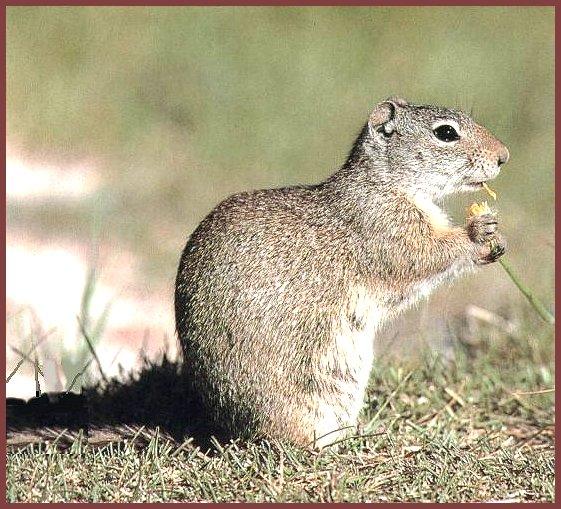 Wyoming Ground Squirrel 02.jpg