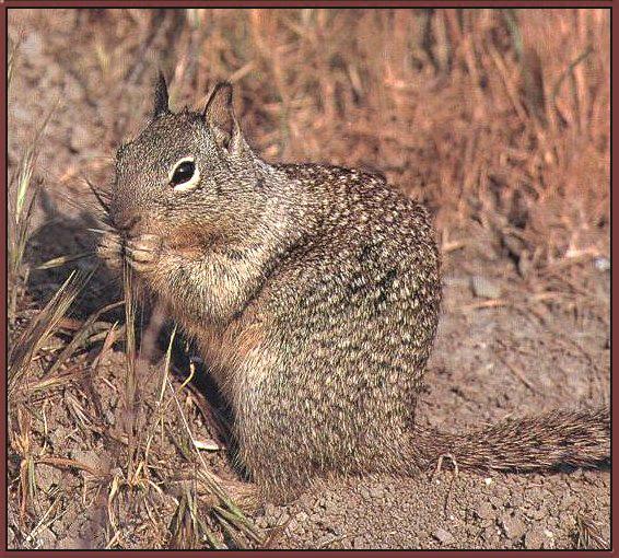 California Ground Squirrel 01.jpg