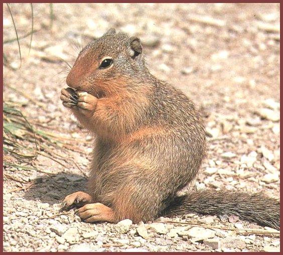 Columbian Ground Squirrel 01-Happy Dinner.jpg