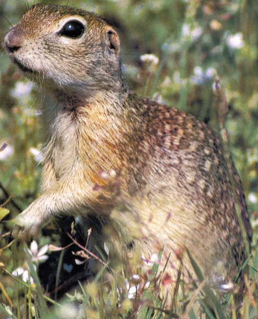 Awhat09-European Suslik-Ground Squirrel.jpg