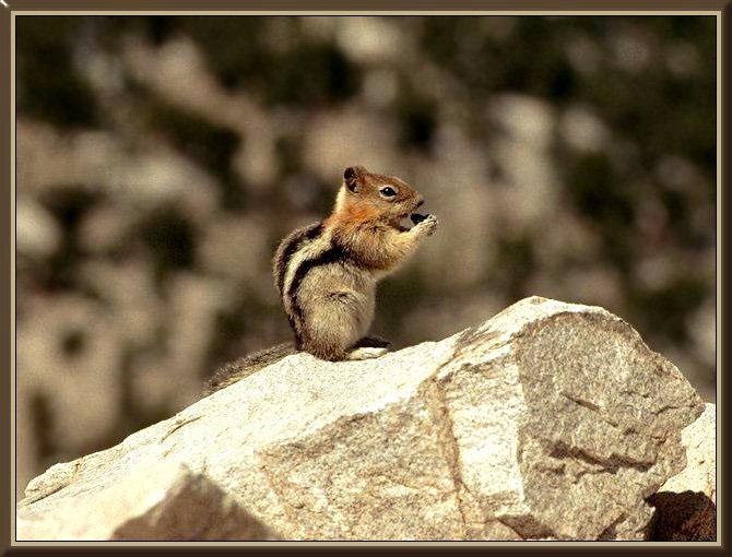 CaliforniaChipmunk01-Golden-mantled Ground Squirrel-dinner on rock.jpg