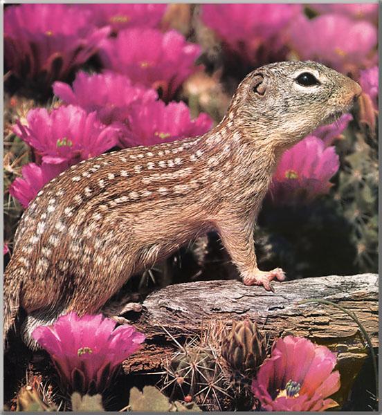 Mexican Ground Squirrel-On Log-In Cactus Flower Garden.jpg