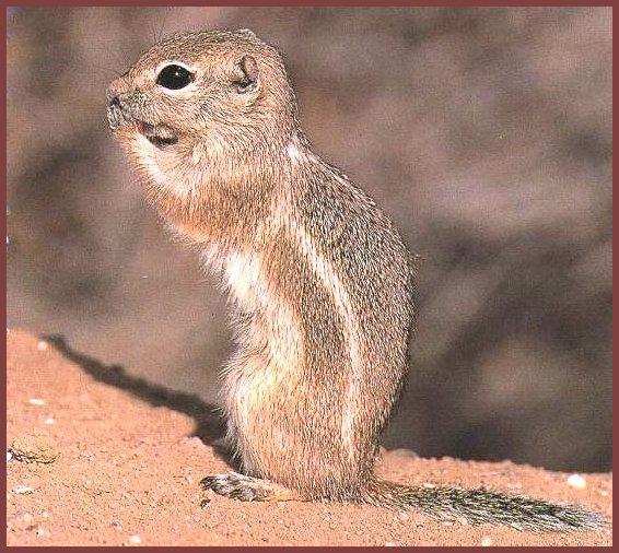 Nelson\'s Antelope Ground Squirrel 01.jpg