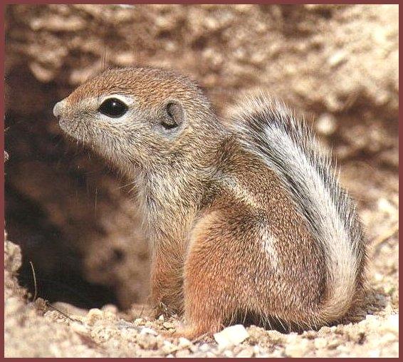 Nelson\'s Antelope Ground Squirrel 02.jpg