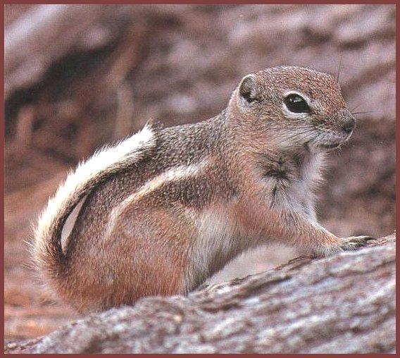 White-tailed Antelope Ground Squirrel 01.jpg