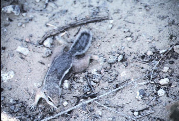 White-tailed Antelope Ground Squirrel-On Ground.jpg