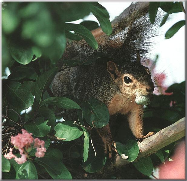 Fox Squirrel 04-Bird egg in mouth-On Tree.JPG