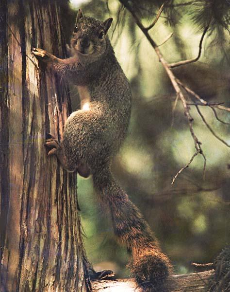 Fox Squirrel-Climbing trunk.JPG