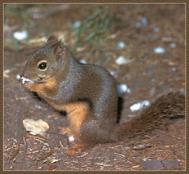 Douglas Squirrel 01.jpg