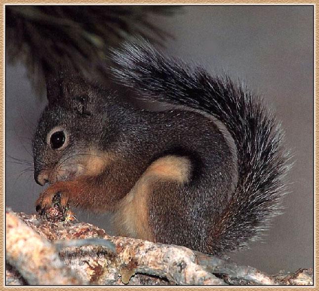 Douglas Squirrel 02.jpg