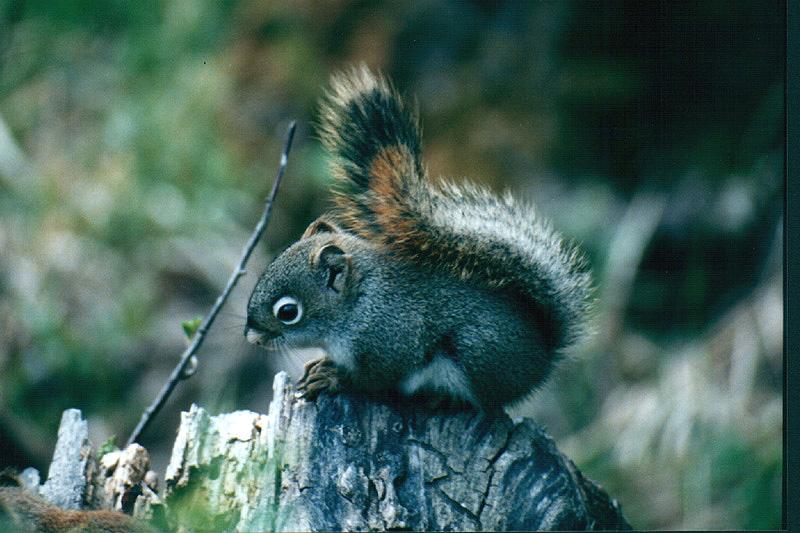 Young Douglas Squirrel-On Log.jpg